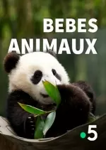 Bébés Animaux - une enfance au fil de l'eau -