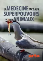 La médecine face aux superpouvoirs des animaux