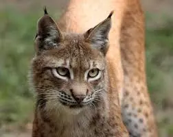 L’ESPAGNE SAUVAGE - LE RETOUR DU LYNX